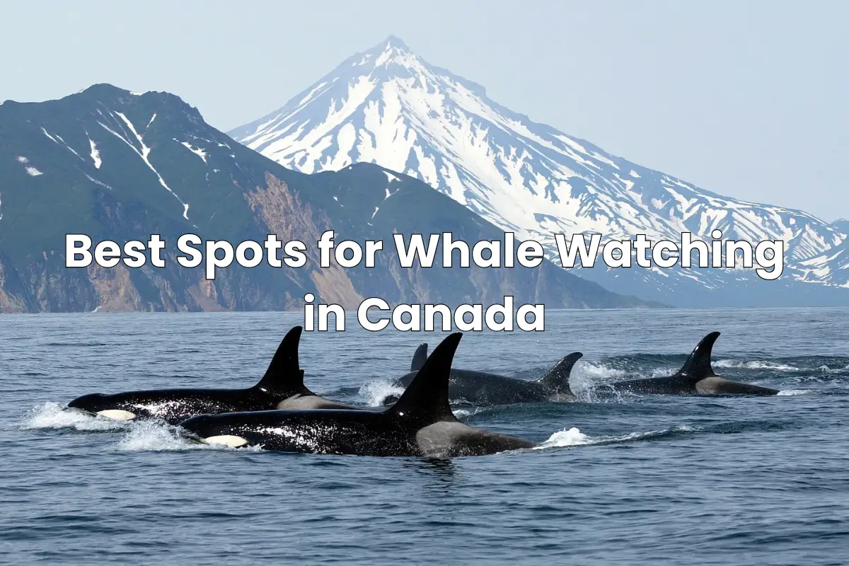 Best Spots for Whale Watching in Canada